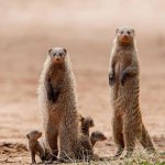 Meerkat family group
