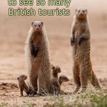 Financial advisors? Not us! | It's great to see so many British tourists; but why do most of them seek our 
advice on their home insurance? | image tagged in meerkat family group,insurance,car insurance,anthropomorphic,marketing,great britain | made w/ Imgflip meme maker