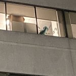 Dinosaur in window