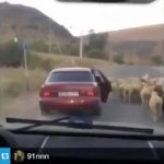 Man steals sheep GIF Template