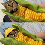 corn cat