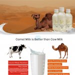 Camel Milk for Sale