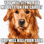 why human why | YOU WILL LET ME RUB MY BUTT  ON THE CARPET; OR I WILL KILL YOUR SOFA | image tagged in why human why | made w/ Imgflip meme maker