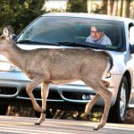 Deer, Car, Hunter