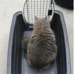 Cat open carrier