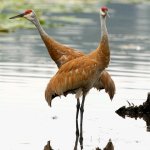 I stand with you, cranes.