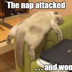 This is a zero minded | The nap attacked; . . . and won | image tagged in cat sleeping,meme | made w/ Imgflip meme maker