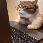 Cat at work GIF Template