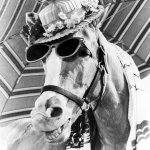 Mr Ed in hat