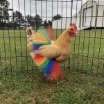 Kentucky Pride Chicken