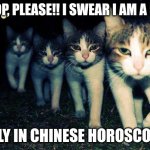 Wrong Neighboorhood Cats | STOP, PLEASE!! I SWEAR I AM A RAT ONLY IN CHINESE HOROSCOPE! | image tagged in memes,wrong neighboorhood cats | made w/ Imgflip meme maker
