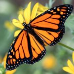 Monarch butterfly meme