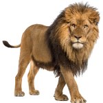 Lion (Male)