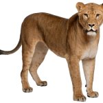 Lion (Female)