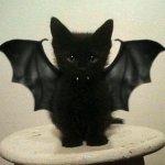 Bat Kitten meme