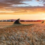 Kansas Wheat Shark