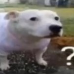 confused dog