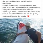 Wholesome shark moment