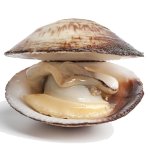 Clam