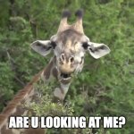 Giraffe | ARE U LOOKING AT ME? | image tagged in giraffe | made w/ Imgflip meme maker