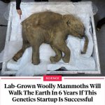 Lab-grown woolly mammoths