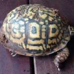 God Turtle template