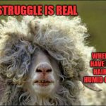 Curly hair | THE STRUGGLE IS REAL; WHEN YOU HAVE CURLY HAIR AND HUMID OUTSIDE | image tagged in bad hair day | made w/ Imgflip meme maker