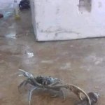 Violated by a crab