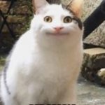 Beluga cat sus | F**K YOU; BED PEOPLE | image tagged in beluga cat sus | made w/ Imgflip meme maker