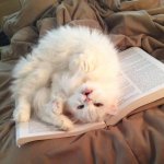 cat on book meme