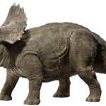 Triceratops 2