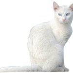 White Cat