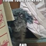 oh no | I AM 10 METRES FROM YOUR LOCATION; AND APPROACHING RAPIDLY | image tagged in doggo | made w/ Imgflip meme maker
