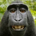 Smiling monkey selfie meme