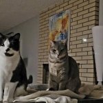 The Cats Demand