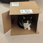 Box Cat