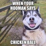 Happy Husky | WHEN YOUR HOOMAN SAYS; CHICKEN BALL | image tagged in happy husky,husky,treats,treat,pupper,good boy | made w/ Imgflip meme maker