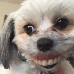 Dog With Dentures
