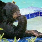 Pondering Bear