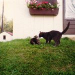 Two Pussy