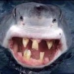 Tooth shark