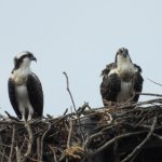 Two Osprey