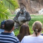 Explaining lecture monkey