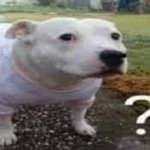 Question mark dog meme