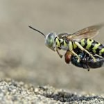 Fly by Bee