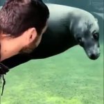 Seal Swim And Stare GIF Template