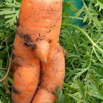 Wonky Carrot meme