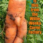 Wonky Carrot | Is this from the Willie Wonka Carrot Factory | image tagged in wonky carrot,is this from,willie wonka,carrot,factory,fun | made w/ Imgflip meme maker