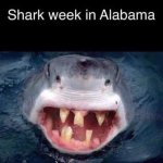 Shark week in Alabama meme