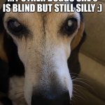 My old baby | MY OTHER DOGGO SHE’S IS BLIND BUT STILL SILLY :) | image tagged in my senior doggo | made w/ Imgflip meme maker